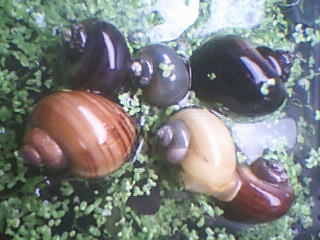 Mystery Snails - Assorted - Quantity of 3